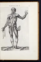Picture 15 of 39 from Vivae imagines partivm corporis hvmani aereis formis expressae (1566), leaf 62