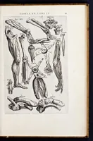 Picture 20 of 39 from Vivae imagines partivm corporis hvmani aereis formis expressae (1566), leaf 74