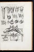 Picture 21 of 39 from Vivae imagines partivm corporis hvmani aereis formis expressae (1566), leaf 82
