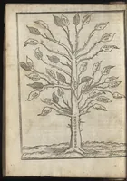 An illustration from Della geneologia de gli dei di m. Giovanni Boccaccio libri qvindeci : ne' quali si tratta dell'origine, & discendenza di tutti gli dei de' gentili : con la spositione, & sensi allegorici delle fauole & con la dichiaratione dell'historie appartenenti a detta materia (1564)
