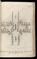 Picture 26 of 37 from [Publications relating to the wedding of Leopold I, Holy Roman Emperor, and Margarita Teresa, Infanta of Spain] (1666), leaf 104