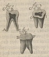 Picture 11 of 35 from Arcana naturae, ope & beneficio exquisitissimorum microscopiorum detecta, variisque experimentis demonstrata : una cum discursu & ulteriori dilucidatione, epistolis suis ad celeberrimum, quod Ser.mi Magnae Brittanniae regis auspicio Londini floret, philosophorum collegium datis, comprehensa (1696), leaf 102