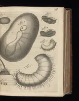 An illustration from Arcana naturae, ope & beneficio exquisitissimorum microscopiorum detecta, variisque experimentis demonstrata : una cum discursu & ulteriori dilucidatione, epistolis suis ad celeberrimum, quod Ser.mi Magnae Brittanniae regis auspicio Londini floret, philosophorum collegium datis, comprehensa (1696)
