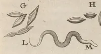 Picture 4 of 35 from Arcana naturae, ope & beneficio exquisitissimorum microscopiorum detecta, variisque experimentis demonstrata : una cum discursu & ulteriori dilucidatione, epistolis suis ad celeberrimum, quod Ser.mi Magnae Brittanniae regis auspicio Londini floret, philosophorum collegium datis, comprehensa (1696), leaf 20