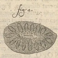 Picture 14 of 35 from Arcana naturae, ope & beneficio exquisitissimorum microscopiorum detecta, variisque experimentis demonstrata : una cum discursu & ulteriori dilucidatione, epistolis suis ad celeberrimum, quod Ser.mi Magnae Brittanniae regis auspicio Londini floret, philosophorum collegium datis, comprehensa (1696), leaf 265