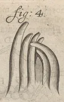 Picture 16 of 35 from Arcana naturae, ope & beneficio exquisitissimorum microscopiorum detecta, variisque experimentis demonstrata : una cum discursu & ulteriori dilucidatione, epistolis suis ad celeberrimum, quod Ser.mi Magnae Brittanniae regis auspicio Londini floret, philosophorum collegium datis, comprehensa (1696), leaf 292