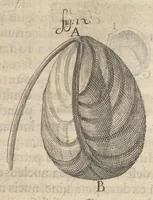 Picture 18 of 35 from Arcana naturae, ope & beneficio exquisitissimorum microscopiorum detecta, variisque experimentis demonstrata : una cum discursu & ulteriori dilucidatione, epistolis suis ad celeberrimum, quod Ser.mi Magnae Brittanniae regis auspicio Londini floret, philosophorum collegium datis, comprehensa (1696), leaf 301