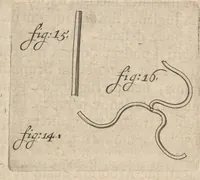 An illustration from Arcana naturae, ope & beneficio exquisitissimorum microscopiorum detecta, variisque experimentis demonstrata : una cum discursu & ulteriori dilucidatione, epistolis suis ad celeberrimum, quod Ser.mi Magnae Brittanniae regis auspicio Londini floret, philosophorum collegium datis, comprehensa (1696)