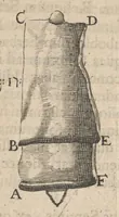 An illustration from Arcana naturae, ope & beneficio exquisitissimorum microscopiorum detecta, variisque experimentis demonstrata : una cum discursu & ulteriori dilucidatione, epistolis suis ad celeberrimum, quod Ser.mi Magnae Brittanniae regis auspicio Londini floret, philosophorum collegium datis, comprehensa (1696)