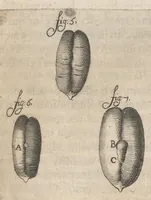 An illustration from Arcana naturae, ope & beneficio exquisitissimorum microscopiorum detecta, variisque experimentis demonstrata : una cum discursu & ulteriori dilucidatione, epistolis suis ad celeberrimum, quod Ser.mi Magnae Brittanniae regis auspicio Londini floret, philosophorum collegium datis, comprehensa (1696)