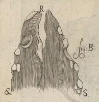 Picture 24 of 35 from Arcana naturae, ope & beneficio exquisitissimorum microscopiorum detecta, variisque experimentis demonstrata : una cum discursu & ulteriori dilucidatione, epistolis suis ad celeberrimum, quod Ser.mi Magnae Brittanniae regis auspicio Londini floret, philosophorum collegium datis, comprehensa (1696), leaf 323