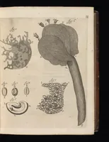 An illustration from Arcana naturae, ope & beneficio exquisitissimorum microscopiorum detecta, variisque experimentis demonstrata : una cum discursu & ulteriori dilucidatione, epistolis suis ad celeberrimum, quod Ser.mi Magnae Brittanniae regis auspicio Londini floret, philosophorum collegium datis, comprehensa (1696)