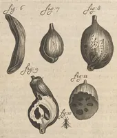 An illustration from Arcana naturae, ope & beneficio exquisitissimorum microscopiorum detecta, variisque experimentis demonstrata : una cum discursu & ulteriori dilucidatione, epistolis suis ad celeberrimum, quod Ser.mi Magnae Brittanniae regis auspicio Londini floret, philosophorum collegium datis, comprehensa (1696)