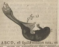 Picture 32 of 35 from Arcana naturae, ope & beneficio exquisitissimorum microscopiorum detecta, variisque experimentis demonstrata : una cum discursu & ulteriori dilucidatione, epistolis suis ad celeberrimum, quod Ser.mi Magnae Brittanniae regis auspicio Londini floret, philosophorum collegium datis, comprehensa (1696), leaf 470