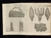 An illustration from Arcana naturae, ope & beneficio exquisitissimorum microscopiorum detecta, variisque experimentis demonstrata : una cum discursu & ulteriori dilucidatione, epistolis suis ad celeberrimum, quod Ser.mi Magnae Brittanniae regis auspicio Londini floret, philosophorum collegium datis, comprehensa (1696)
