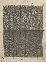 An illustration from Arcana naturae, ope & beneficio exquisitissimorum microscopiorum detecta, variisque experimentis demonstrata : una cum discursu & ulteriori dilucidatione, epistolis suis ad celeberrimum, quod Ser.mi Magnae Brittanniae regis auspicio Londini floret, philosophorum collegium datis, comprehensa (1696)