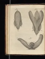 An illustration from Arcana naturae, ope & beneficio exquisitissimorum microscopiorum detecta, variisque experimentis demonstrata : una cum discursu & ulteriori dilucidatione, epistolis suis ad celeberrimum, quod Ser.mi Magnae Brittanniae regis auspicio Londini floret, philosophorum collegium datis, comprehensa (1696)
