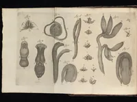 An illustration from Arcana naturae, ope & beneficio exquisitissimorum microscopiorum detecta, variisque experimentis demonstrata : una cum discursu & ulteriori dilucidatione, epistolis suis ad celeberrimum, quod Ser.mi Magnae Brittanniae regis auspicio Londini floret, philosophorum collegium datis, comprehensa (1696)