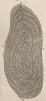 An illustration from Arcana naturae, ope & beneficio exquisitissimorum microscopiorum detecta, variisque experimentis demonstrata : una cum discursu & ulteriori dilucidatione, epistolis suis ad celeberrimum, quod Ser.mi Magnae Brittanniae regis auspicio Londini floret, philosophorum collegium datis, comprehensa (1696)
