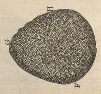 An illustration from Arcana naturae, ope & beneficio exquisitissimorum microscopiorum detecta, variisque experimentis demonstrata : una cum discursu & ulteriori dilucidatione, epistolis suis ad celeberrimum, quod Ser.mi Magnae Brittanniae regis auspicio Londini floret, philosophorum collegium datis, comprehensa (1696)
