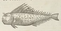 Picture 29 of 36 from Historiæ animalivm ... (1551), leaf 1062