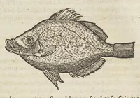 Picture 4 of 36 from Historiæ animalivm ... (1551), leaf 113