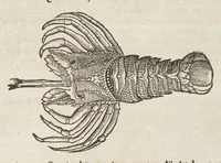 Picture 30 of 36 from Historiæ animalivm ... (1551), leaf 1130