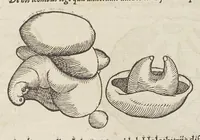 Picture 31 of 36 from Historiæ animalivm ... (1551), leaf 1186