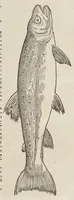 Picture 32 of 36 from Historiæ animalivm ... (1551), leaf 1243