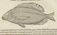 Picture 33 of 36 from Historiæ animalivm ... (1551), leaf 1258