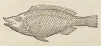 An illustration from Historiæ animalivm ... (1551)
