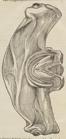 An illustration from Historiæ animalivm ... (1551)