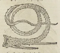 Picture 6 of 36 from Historiæ animalivm ... (1551), leaf 132