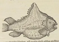 Picture 36 of 36 from Historiæ animalivm ... (1551), leaf 1328