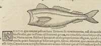 An illustration from Historiæ animalivm ... (1551)