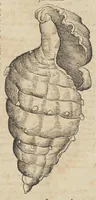 An illustration from Historiæ animalivm ... (1551)