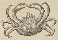 An illustration from Historiæ animalivm ... (1551)