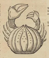 An illustration from Historiæ animalivm ... (1551)