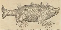 Picture 11 of 36 from Historiæ animalivm ... (1551), leaf 290