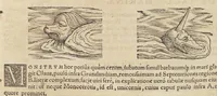 Picture 12 of 36 from Historiæ animalivm ... (1551), leaf 290