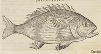 An illustration from Historiæ animalivm ... (1551)