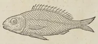 An illustration from Historiæ animalivm ... (1551)