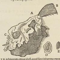 Picture 14 of 36 from Historiæ animalivm ... (1551), leaf 461