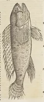 An illustration from Historiæ animalivm ... (1551)
