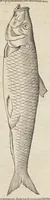 Picture 16 of 36 from Historiæ animalivm ... (1551), leaf 529