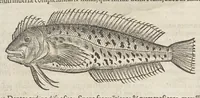 An illustration from Historiæ animalivm ... (1551)
