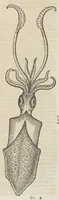 An illustration from Historiæ animalivm ... (1551)