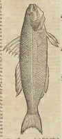 Picture 19 of 36 from Historiæ animalivm ... (1551), leaf 644