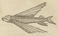 An illustration from Historiæ animalivm ... (1551)