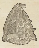 An illustration from Historiæ animalivm ... (1551)